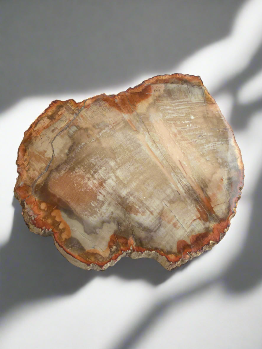 Petrified Wood Trays for Transformation, Grounding & Wisdom