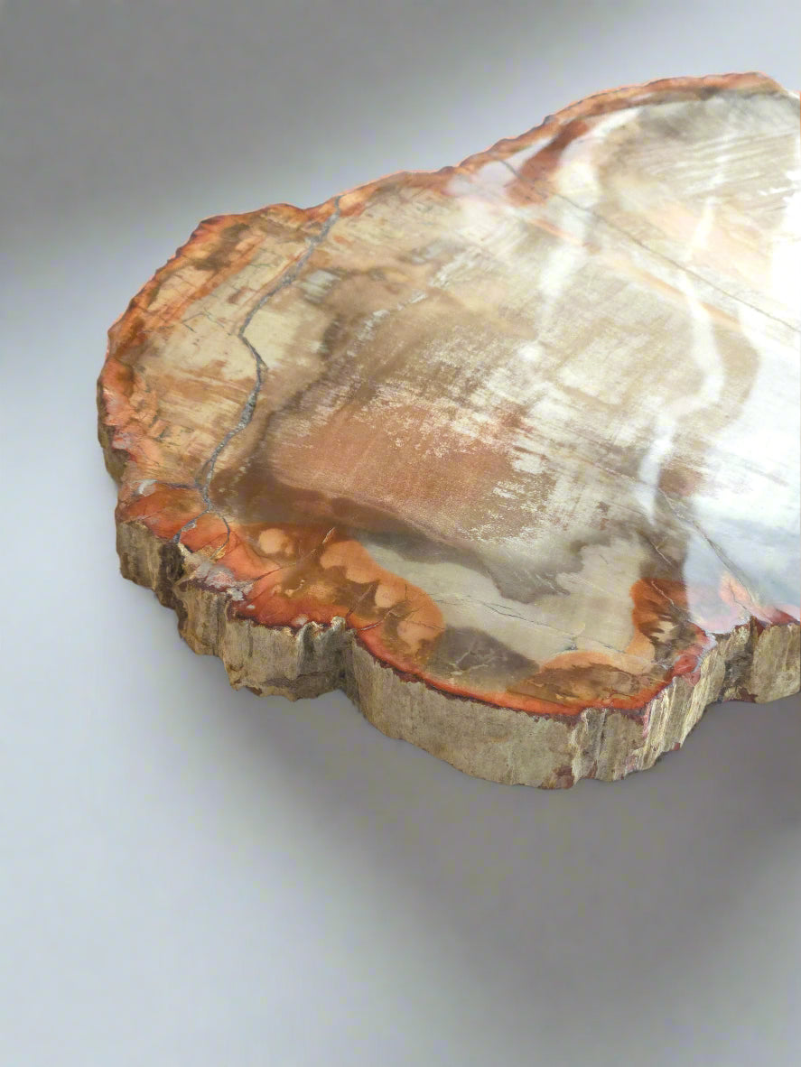 Petrified Wood Trays for Transformation, Grounding & Wisdom