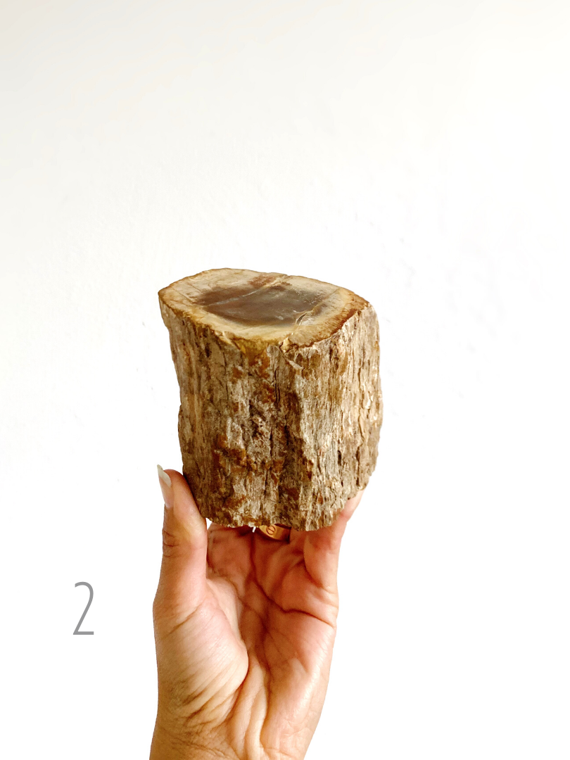 Petrified Wood Stumps for Transformation, Grounding & Wisdom