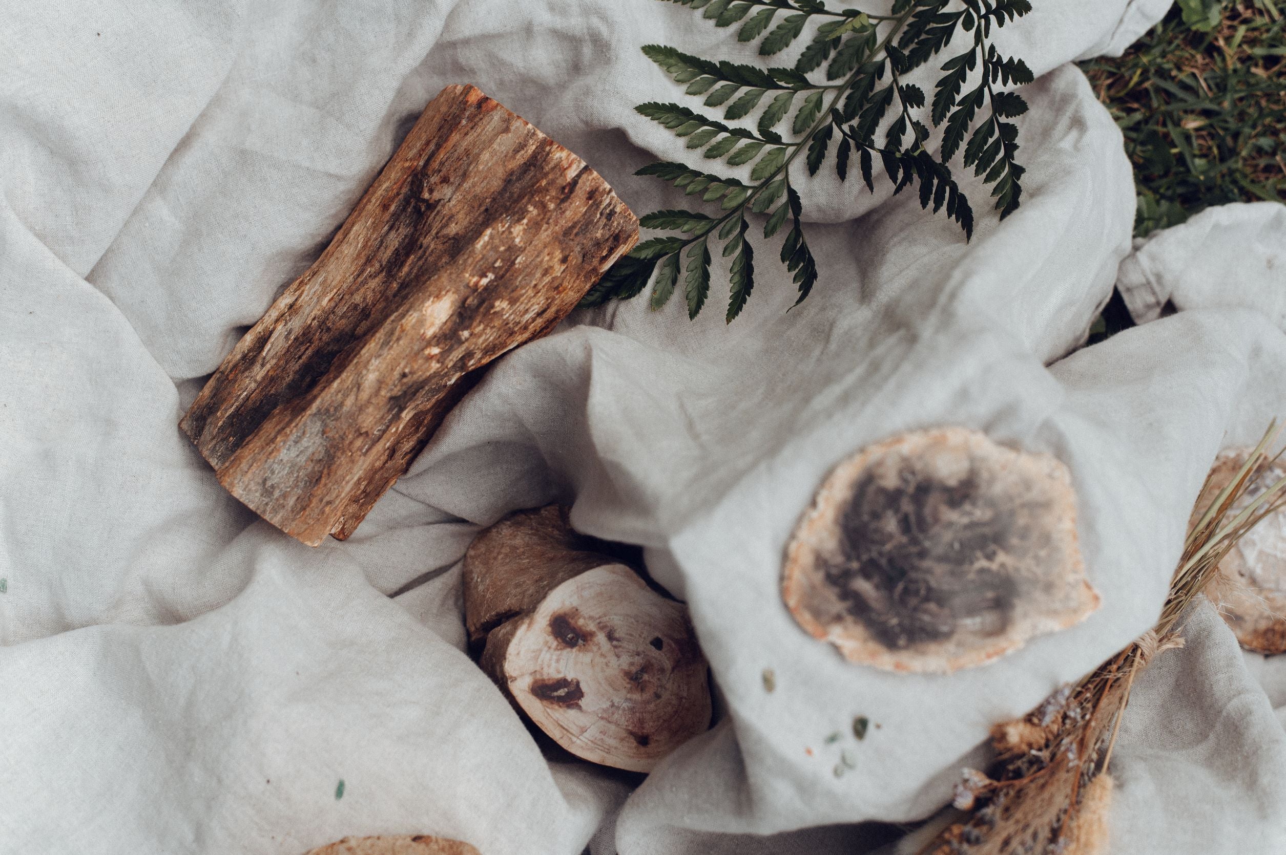 Petrified Wood Stumps for Transformation, Grounding & Wisdom